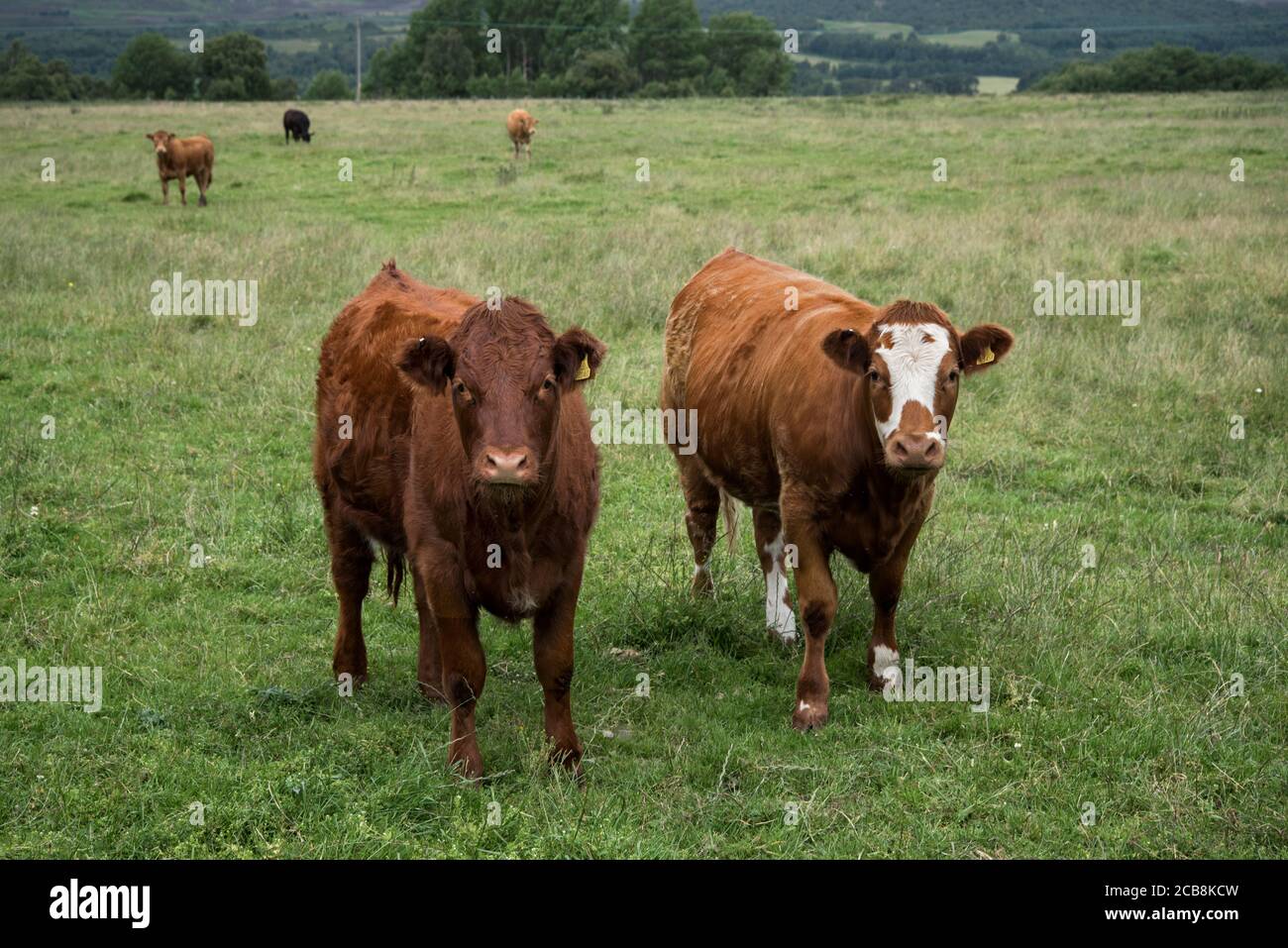 Mucche brune che pascolano nei campi vicino a Kingussie nel Cairngorms National Park, Scozia, Regno Unito. Foto Stock