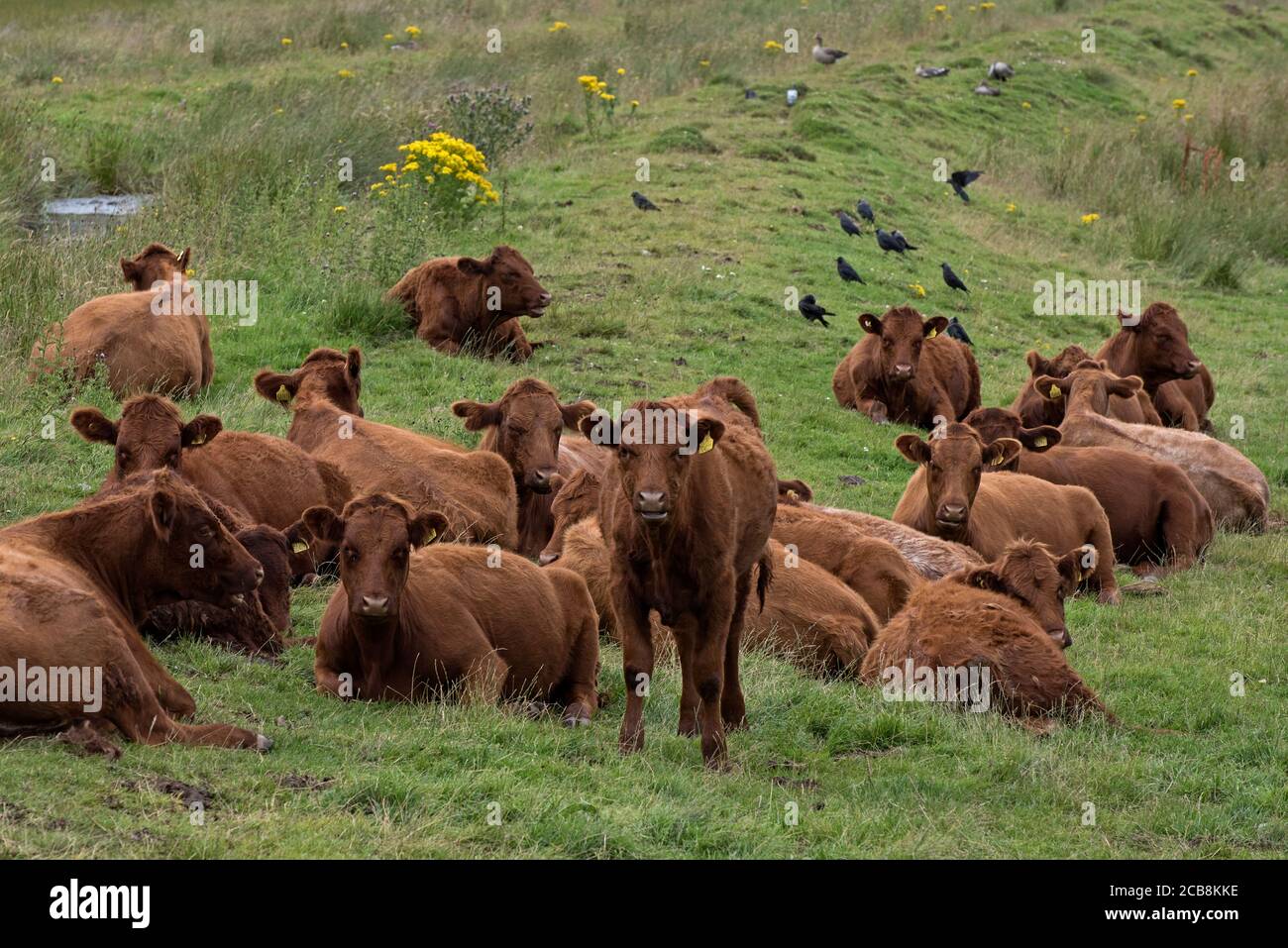Luing bestiame pascolo nei campi vicino a Kingussie nel Cairngorms National Park, Scozia, Regno Unito. Foto Stock