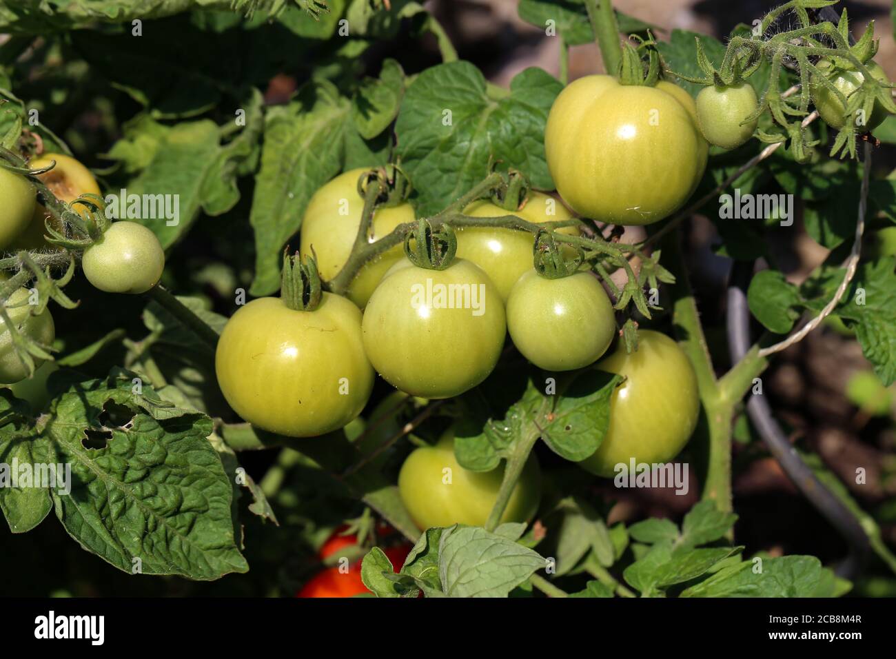 I pomodori verdi maturano su un cespuglio in un giardino Foto Stock