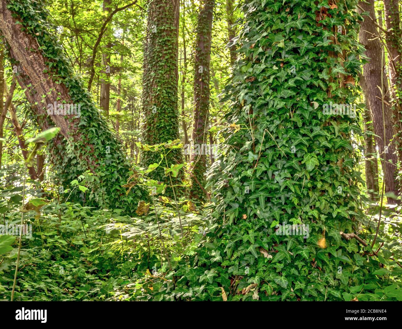 Vecchi tronchi di alberi di foresta sopravivati con piante di edera Foto Stock
