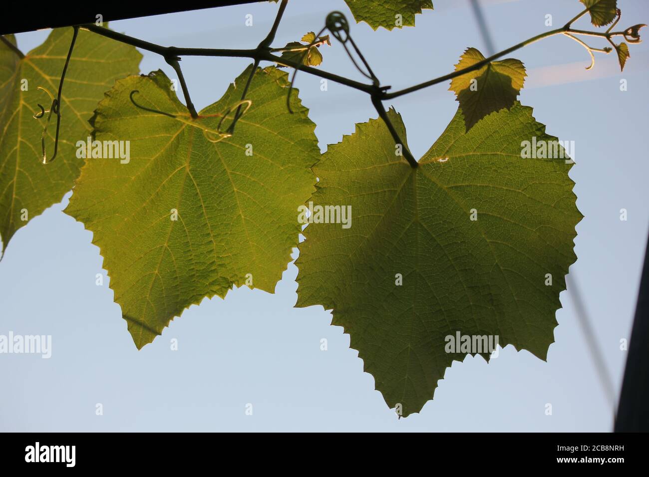 Giardinaggio biologico di uve verdi albanesi. Foto Stock