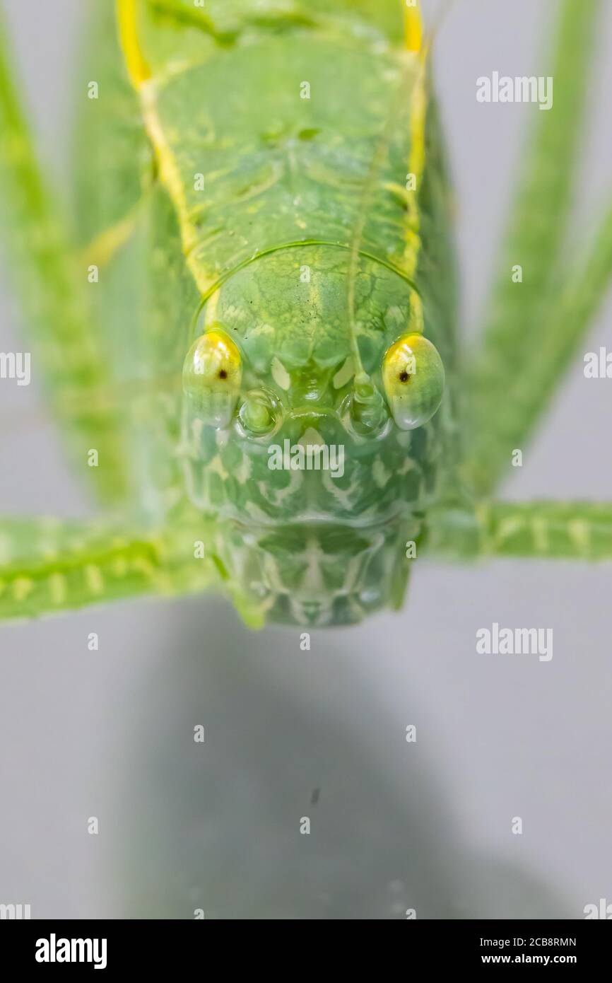 Un macro shot di un Katydid, noto anche come un bug foglia, che ha un camuffamento a forma di foglia. Il bug è nella famiglia di grasshopper e cricket. Foto Stock