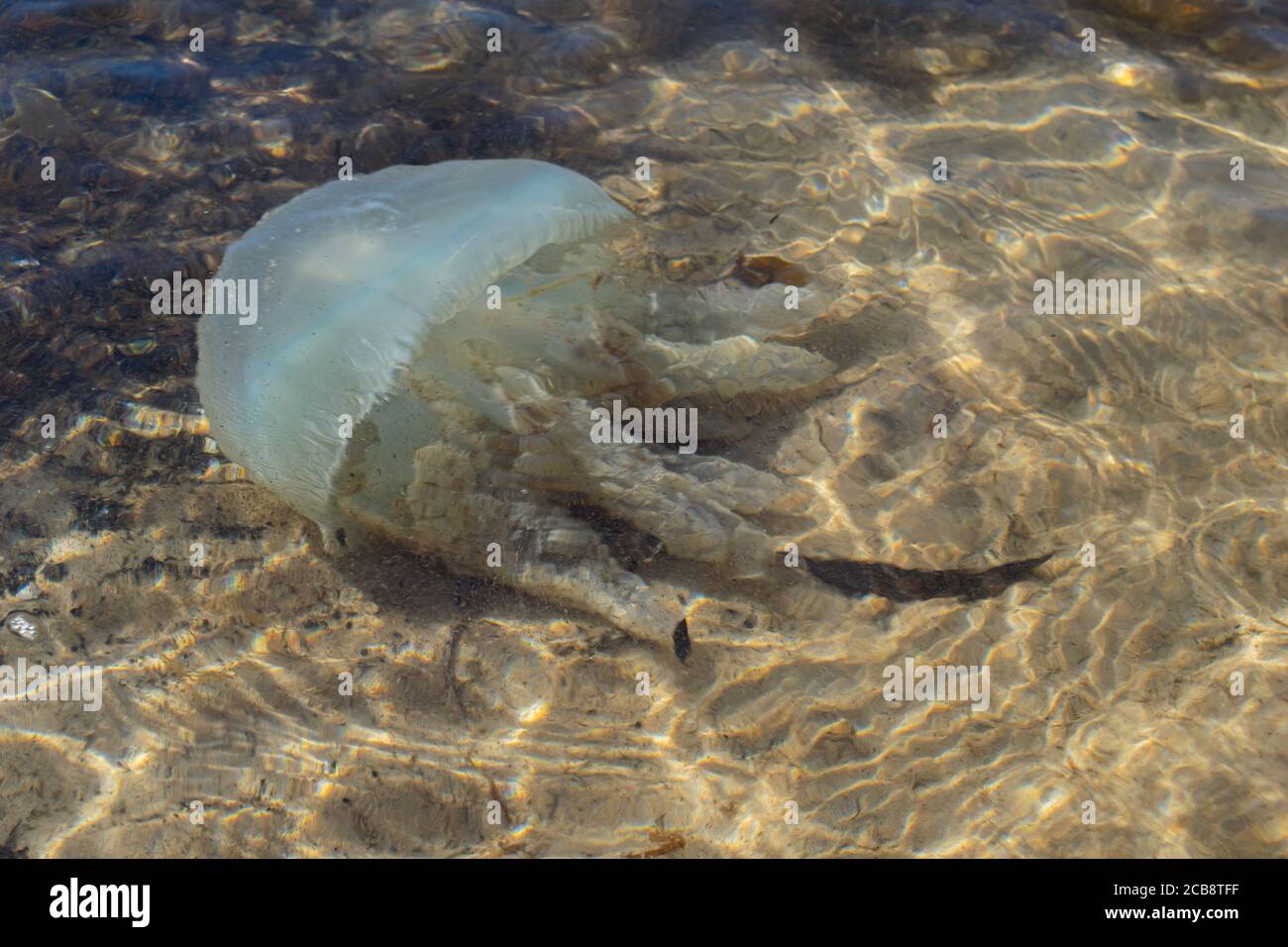 Scena completa, enorme medusa sotto mare d'acqua e sfondo di sabbia Foto Stock