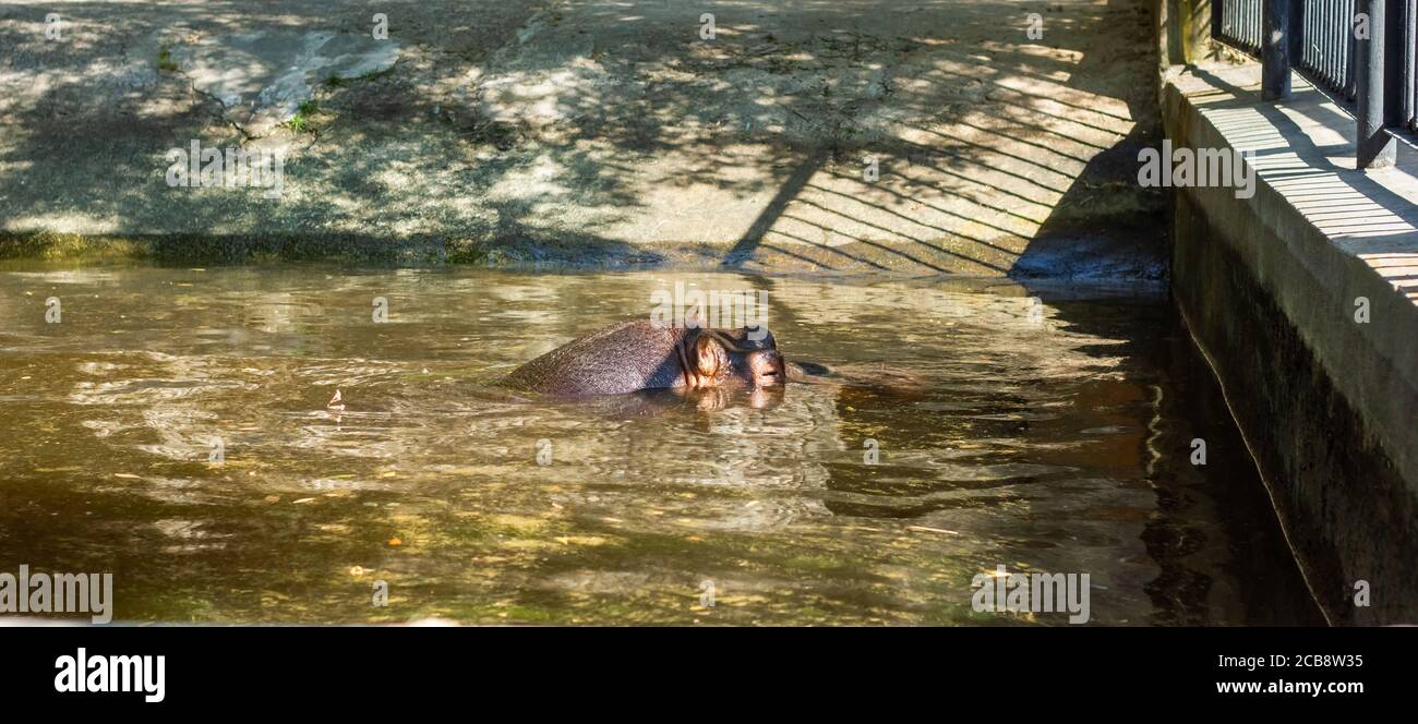 il grande ippopotamo che nuota in acqua Foto Stock