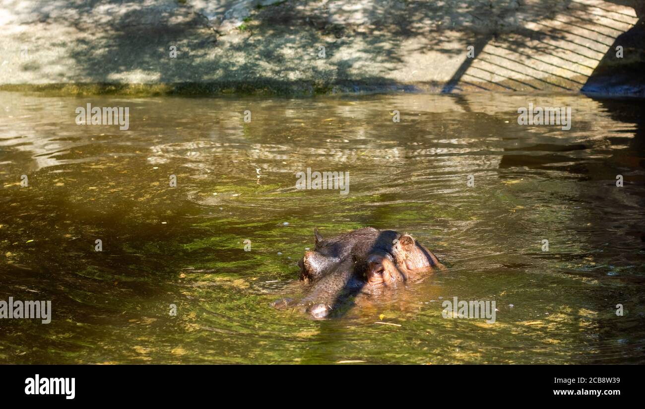 il grande ippopotamo che nuota in acqua Foto Stock