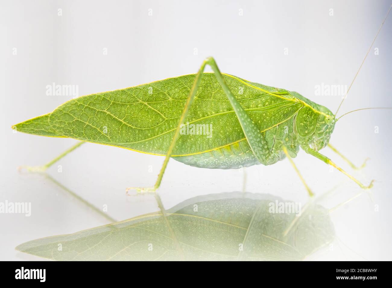 Un macro shot di un Katydid, noto anche come un bug foglia, che ha un camuffamento a forma di foglia. Il bug è nella famiglia di grasshopper e cricket. Foto Stock