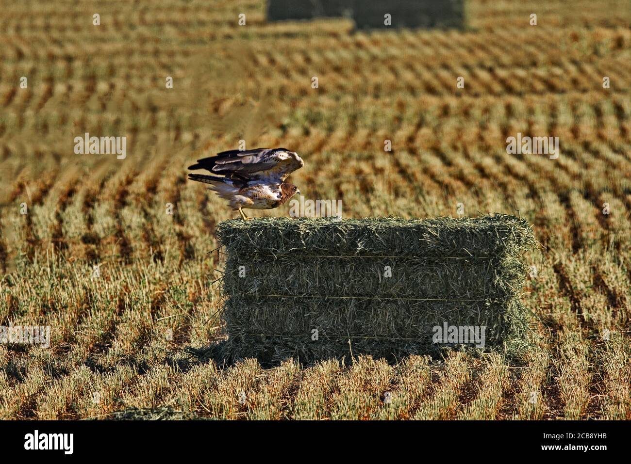 Bella falce di Swainson, ali larghe e sollevate, circa prendere il volo da persico sulla balla di fieno in Arizona fattoria campo a Santa Cruz Flats. Foto Stock