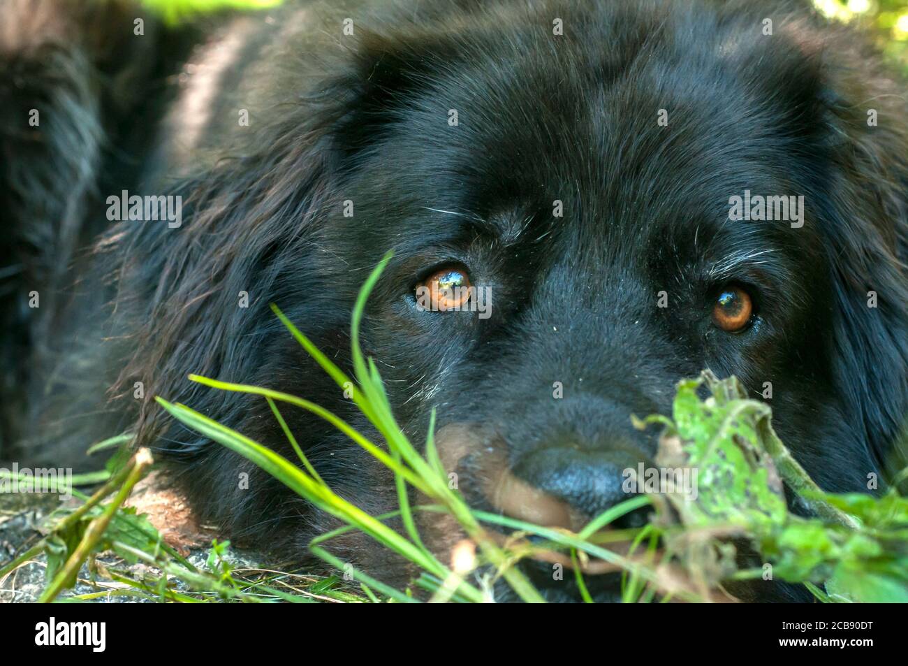 Cane di Terranova che posa su erba verde prato closeup Foto Stock