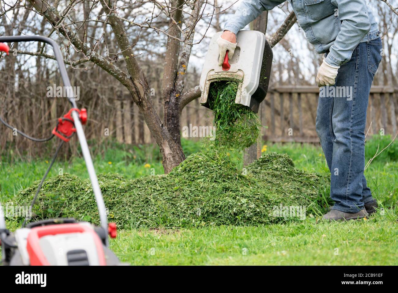 L'uomo versa fuori dell'erba tagliata sotto un albero concimare il suolo Foto Stock