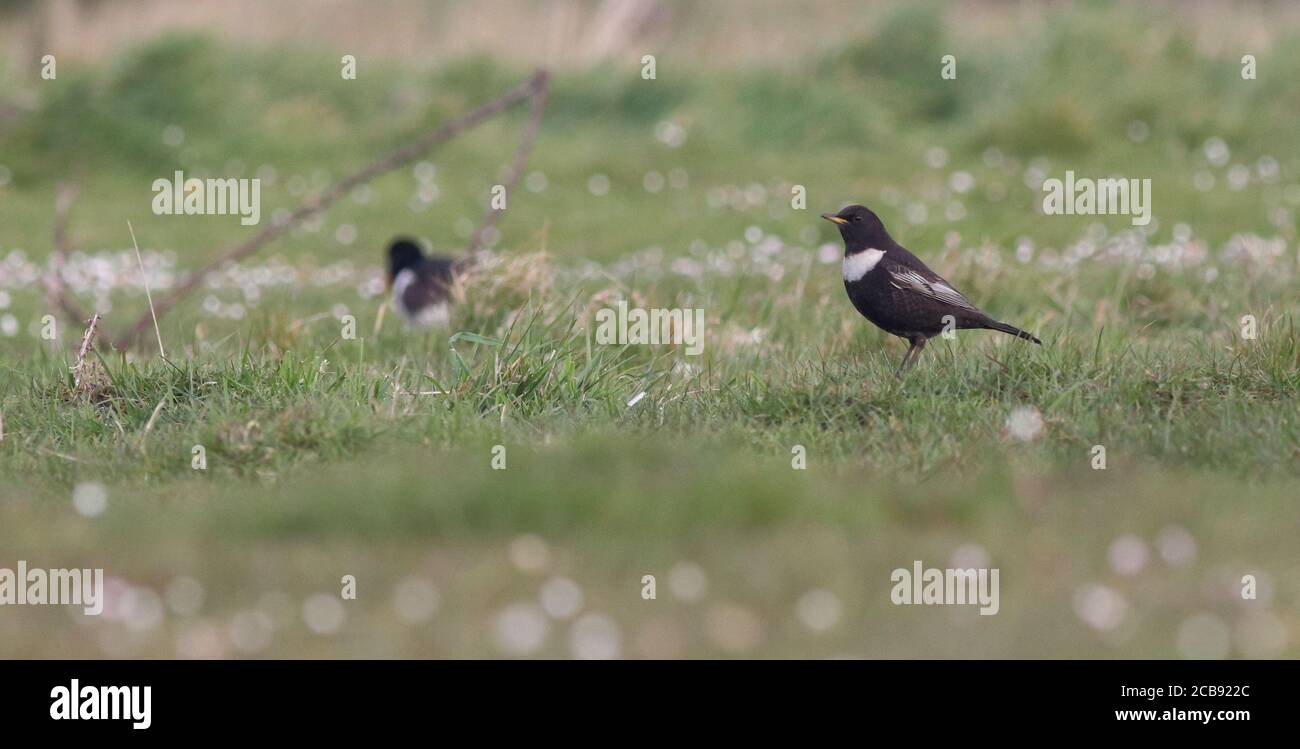 Un maschio anello Ouzel nei paddock cavallo tra Kilnsea E Easington Foto Stock