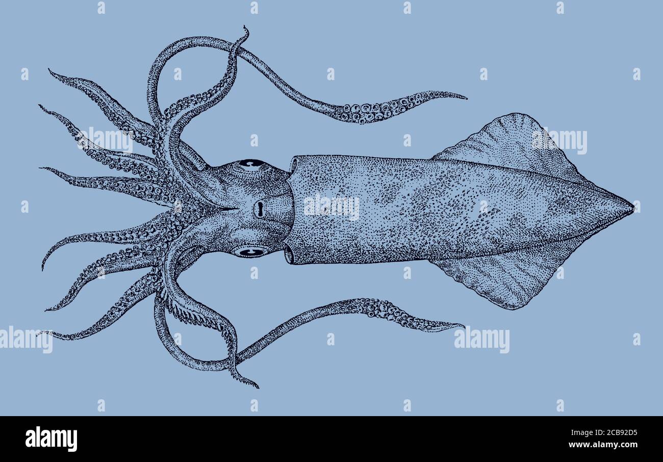 Swordtip calamari, uroteuthis edulis dall'Oceano Indo-Pacifico in vista dal basso, dopo un'antica illustrazione del 19c. Modificabile nei livelli Illustrazione Vettoriale