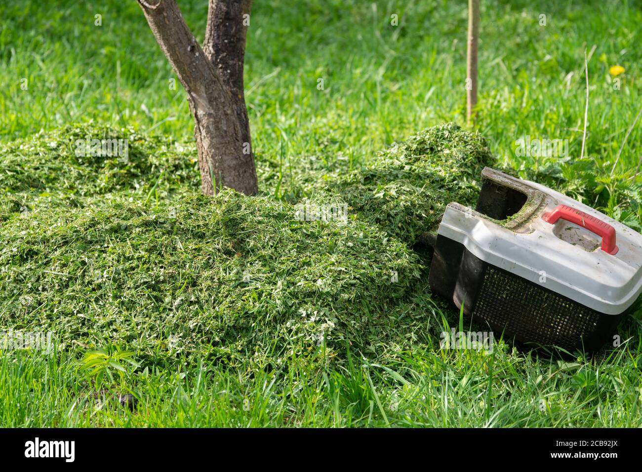 Concimazione del terreno attorno ad un albero da frutto con rifilato erba Foto Stock