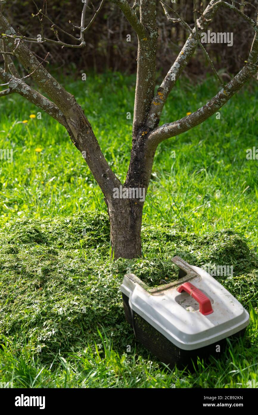 Concimazione del terreno attorno ad un albero da frutto con rifilato erba Foto Stock