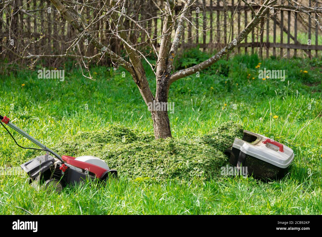 Concimazione del terreno attorno ad un albero da frutto con rifilato erba Foto Stock