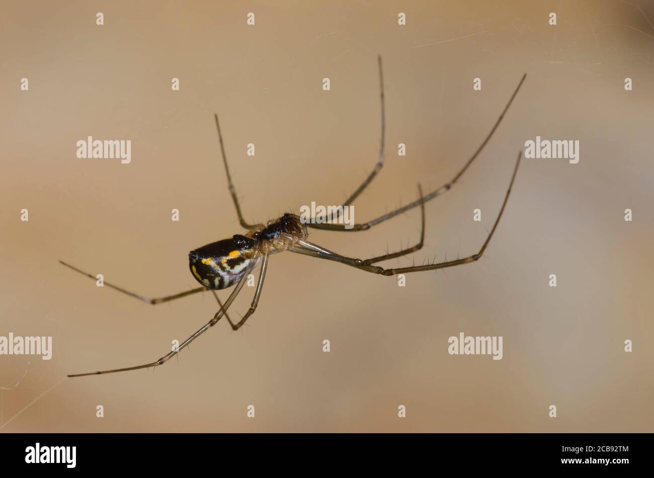 Sheetweb Spider, sottofamiglia Linyphiinae Foto Stock