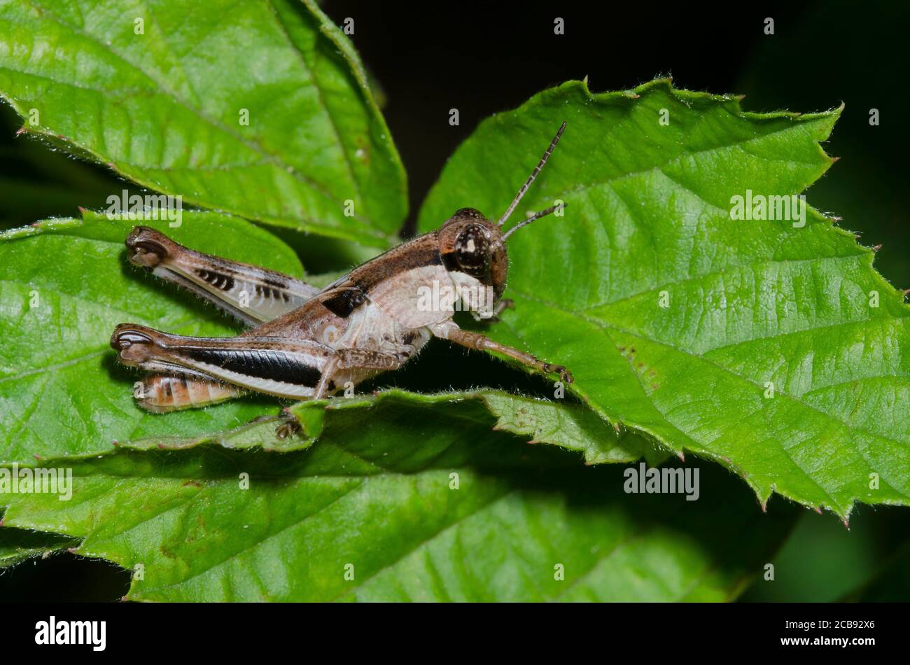 Keeler's sperone-gola Grasshopper, Melanoplus keeleri, ninfa Foto Stock