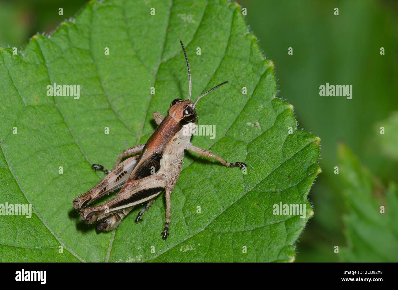 Keeler's sperone-gola Grasshopper, Melanoplus keeleri, ninfa Foto Stock