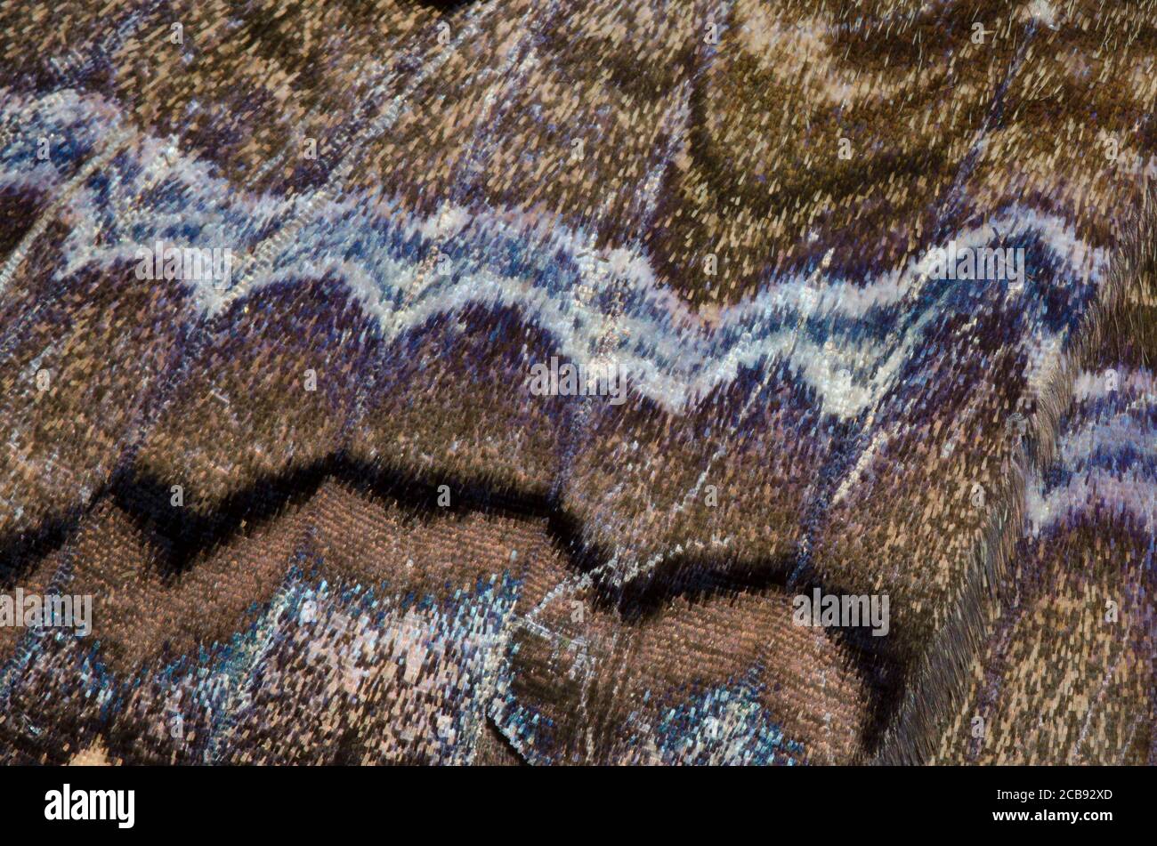 Strega nera, Ascalapha odorata, dettaglio ala Foto Stock Strega nera, Ascalapha odorata, dettaglio ala Foto Stock