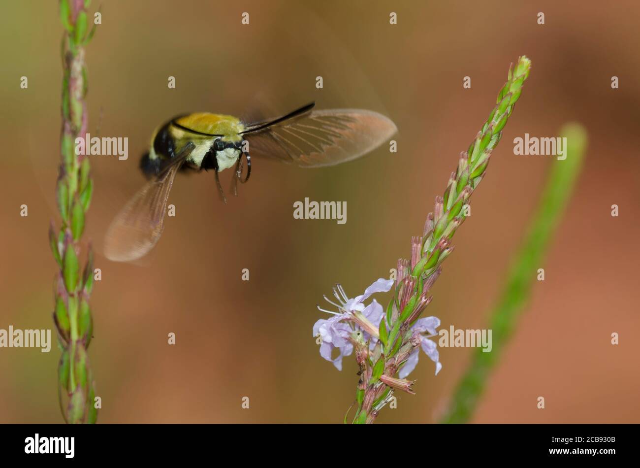 Snowberry Clearwing, Hemaris diffinis, in volo dopo il nectaring da Winged Loosewife, Lythrum alatum Foto Stock