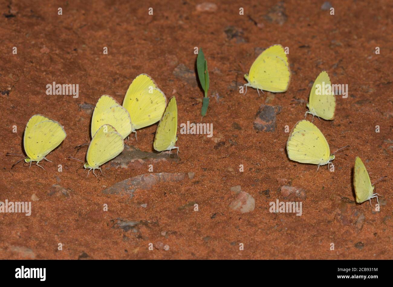 Yellow piccoli, Pirisitia lisa, fango-puddling Foto Stock