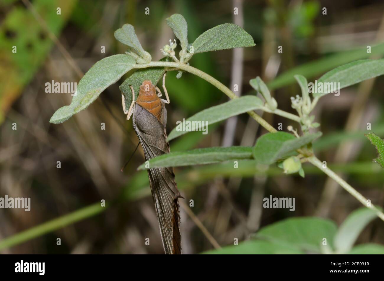 Goatweed Leafwing, Anaea andria, ovipositing femminile su Prairie Tea, Croton monantogynus Foto Stock