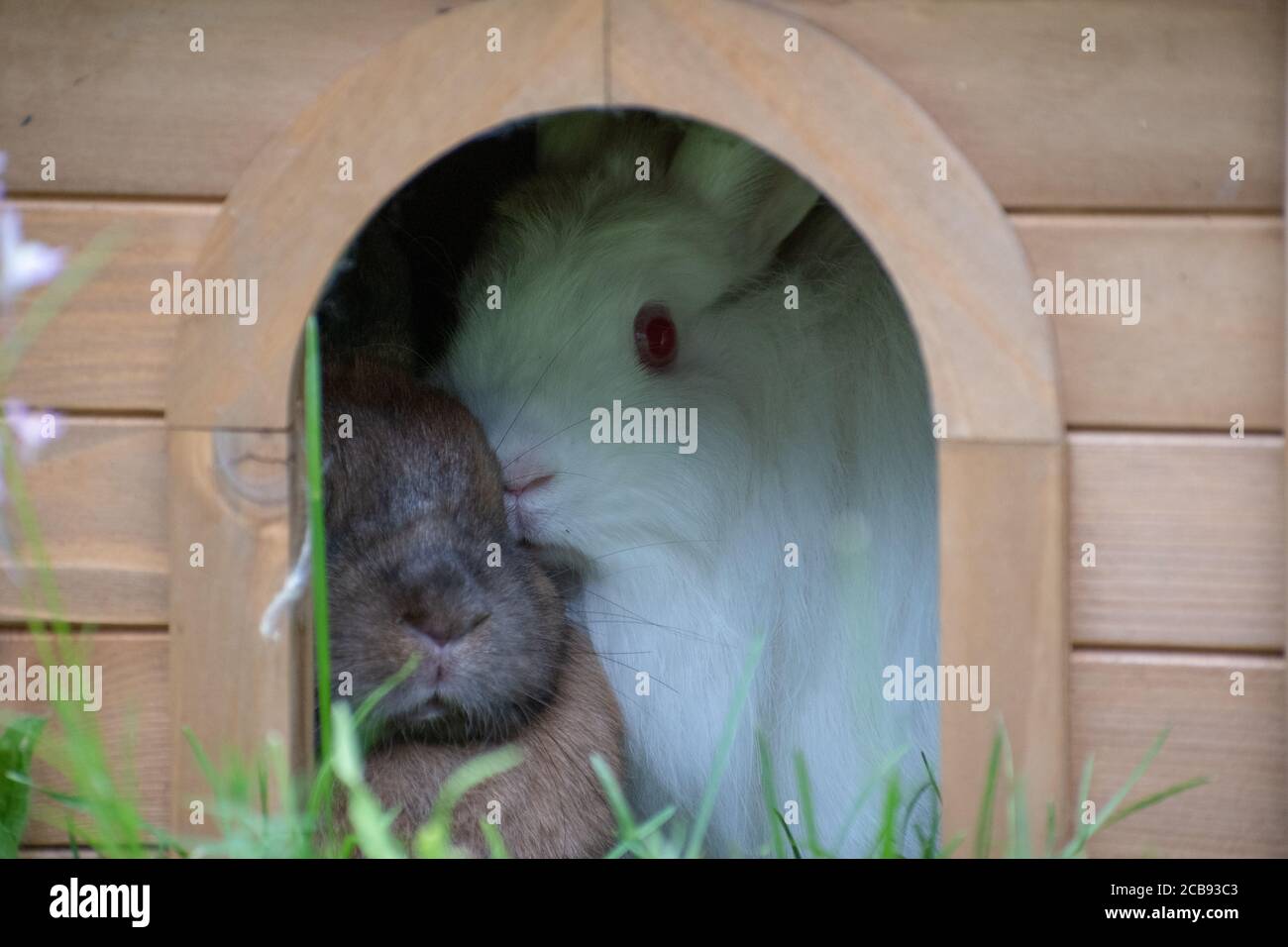 Primo piano di un burrone con due coniglietti Foto Stock