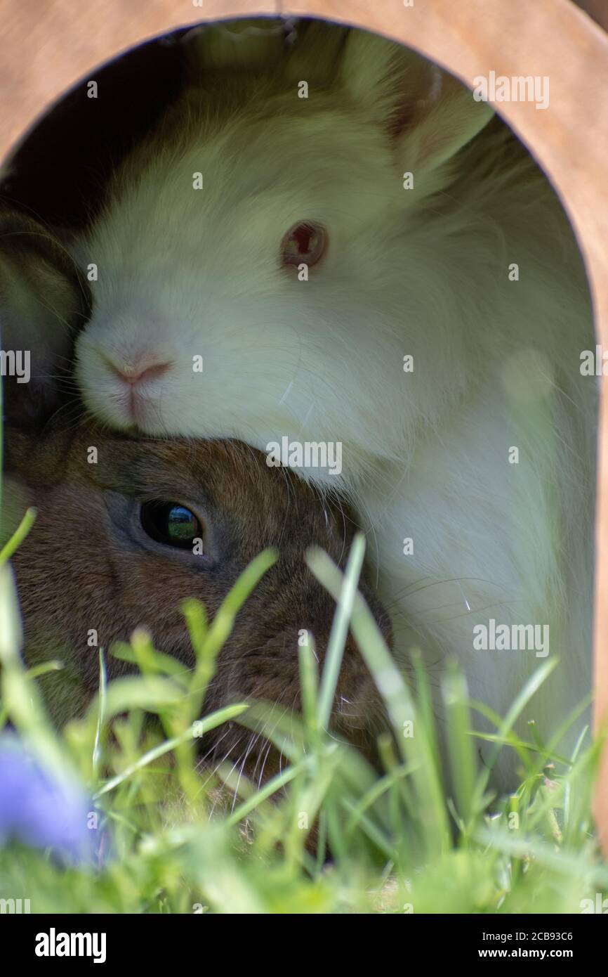 Colpo verticale di un burrone con due coniglietti Foto Stock