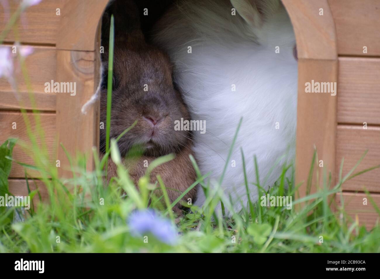 Primo piano di un burrone con due coniglietti Foto Stock