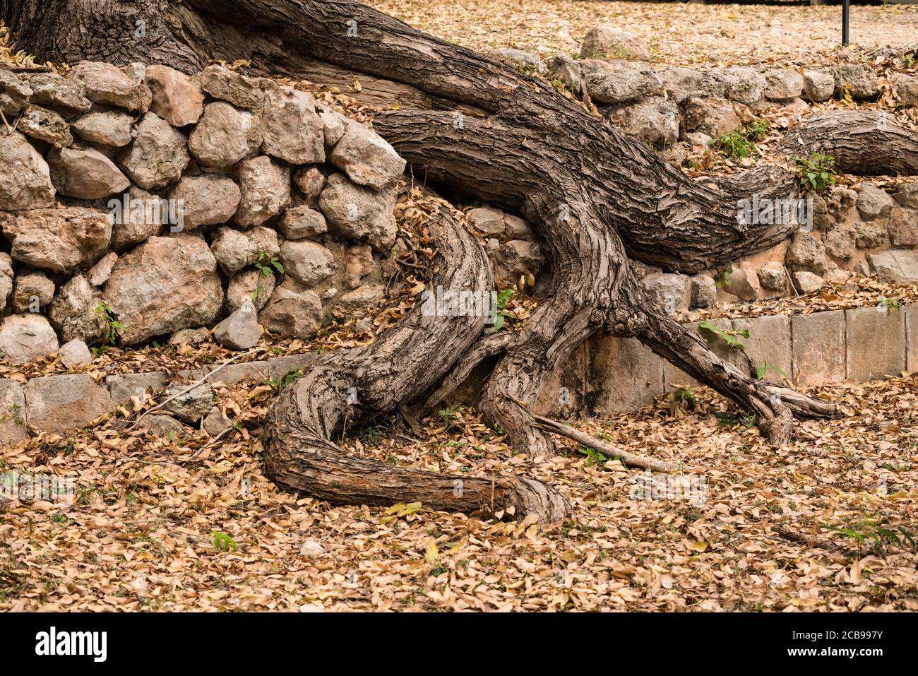 Radici degli alberi che crescono sulle rovine della città maya di Uxmal a Yucatan, Messico. Città pre-ispanica di Uxmal - un centro del patrimonio mondiale dell'UNESCO. Foto Stock