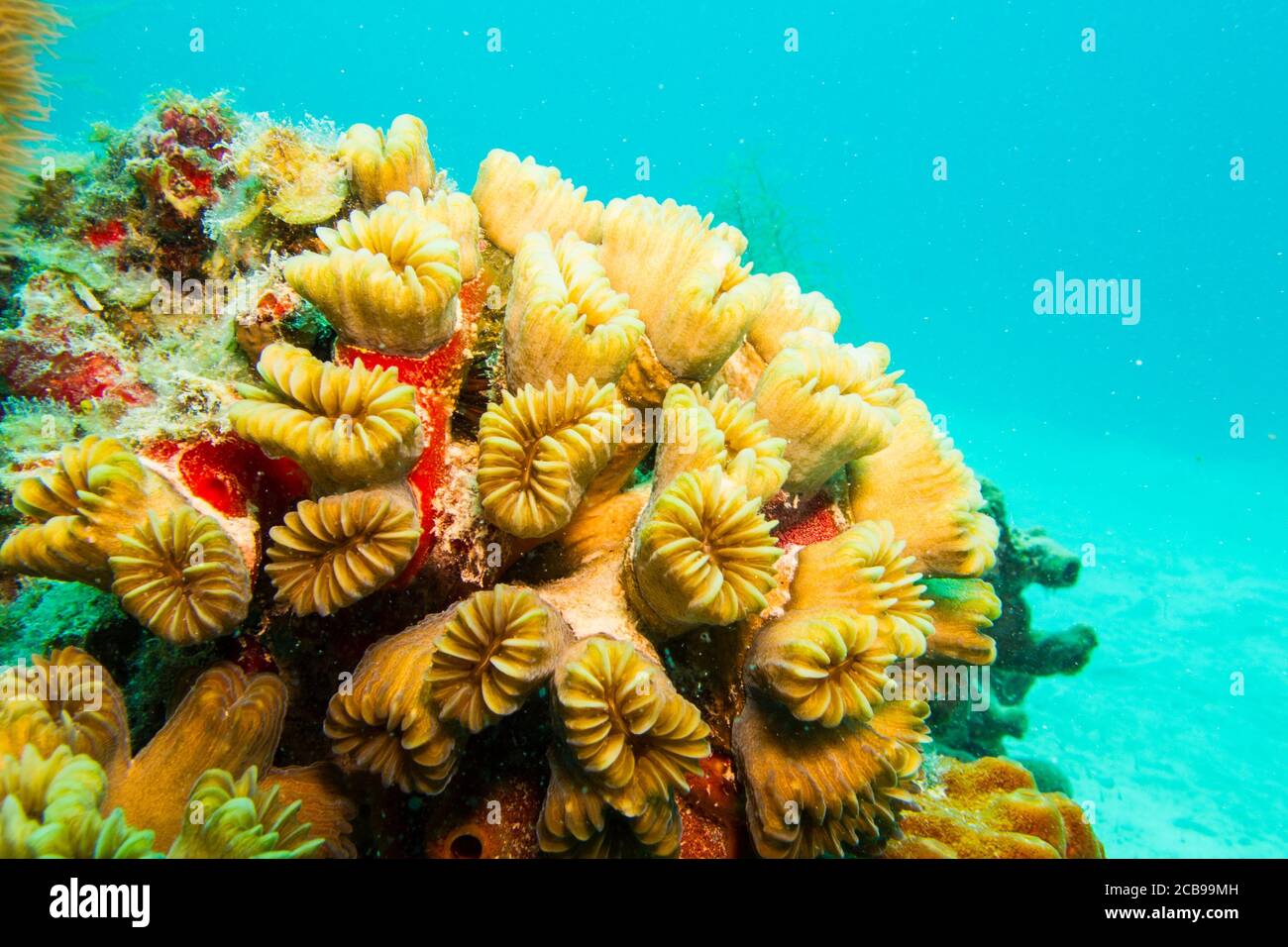 SCENIC dalle barriere coralline della barriera mesoamericana. Riviera Maya, Caraibi messicani. Foto Stock