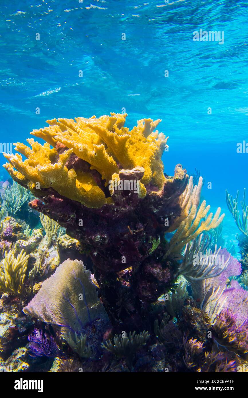 SCENIC dalle barriere coralline della barriera mesoamericana. Riviera Maya, Caraibi messicani. Foto Stock