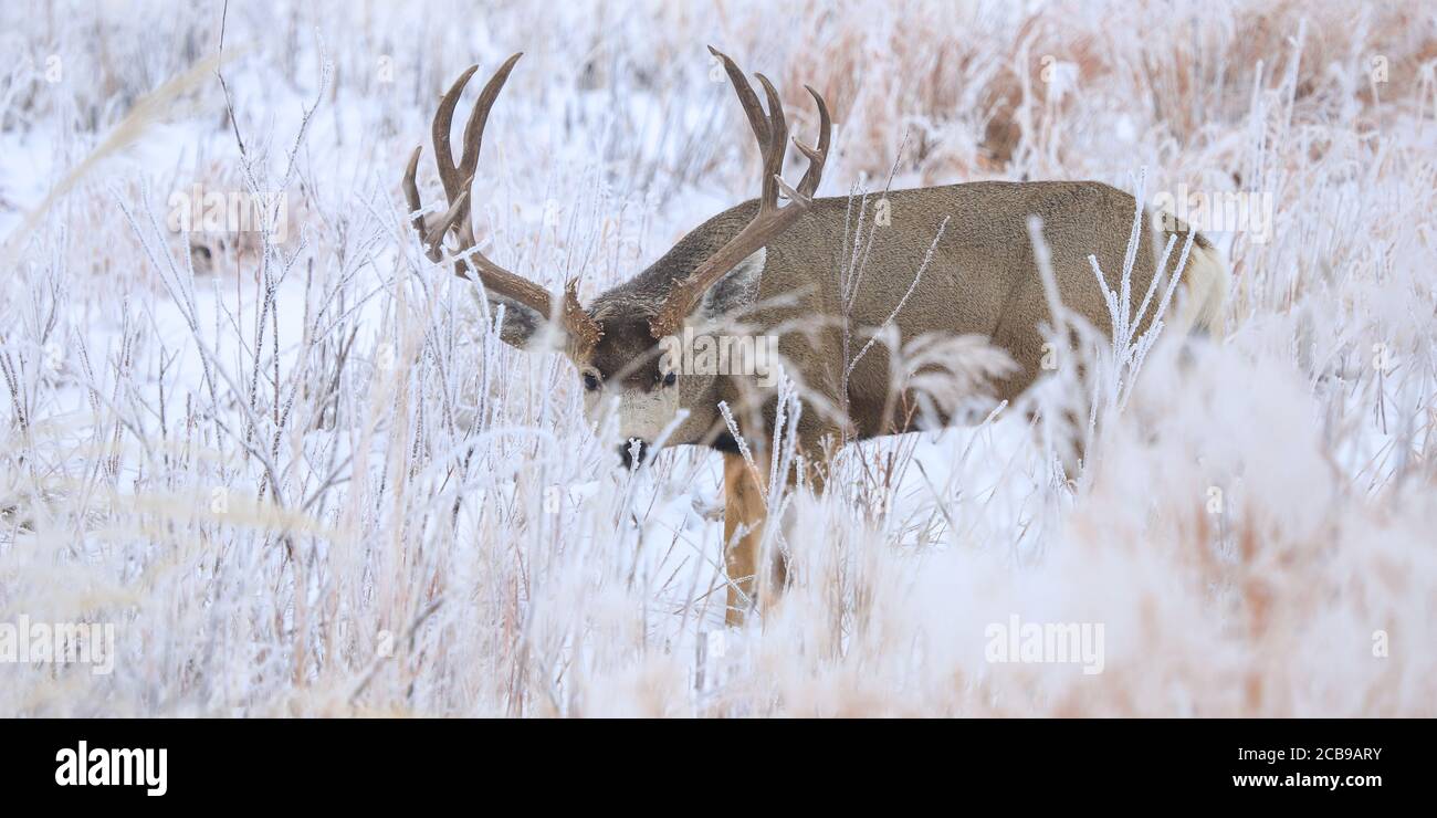 Il mulo Odocoileus hemionus è un cervo indigeno del Nord America occidentale; è chiamato per le sue orecchie, che sono grandi come quelle del mulo Foto Stock
