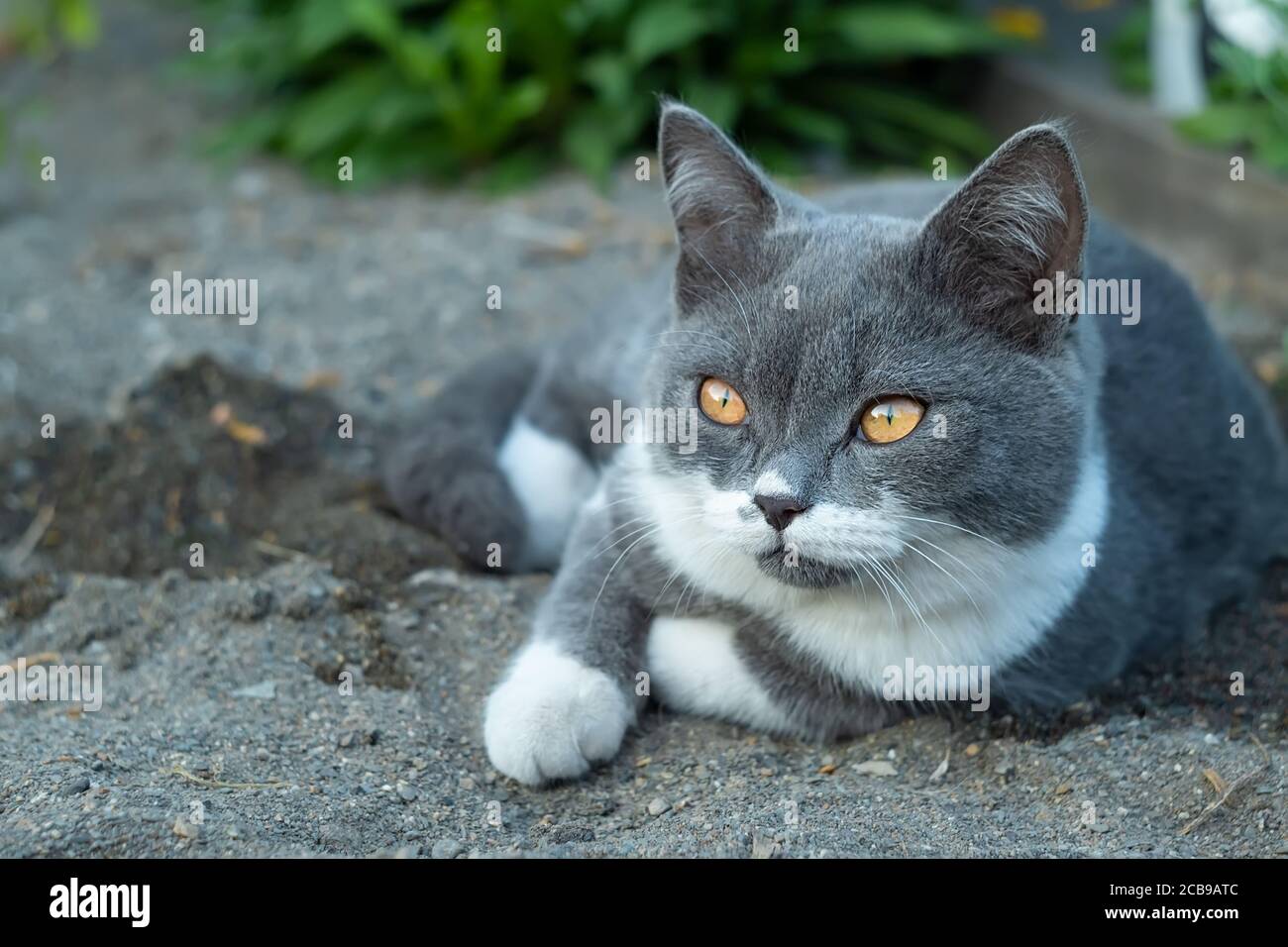 Un gattino grigio di razza britannica mista con un bianco il colore e gli  occhi gialli si trovano sulla sabbia nel natura Foto stock - Alamy