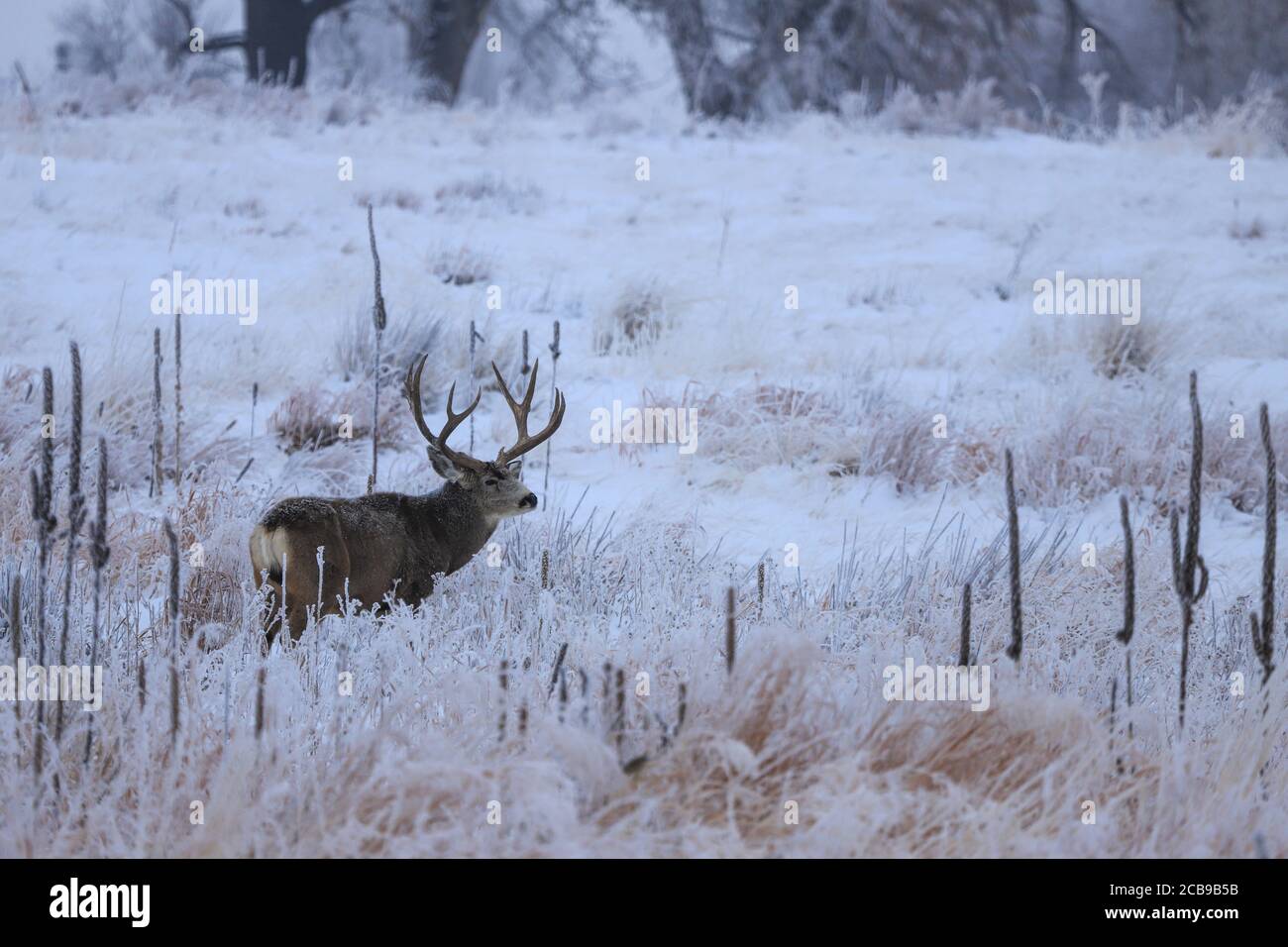 Il mulo Odocoileus hemionus è un cervo indigeno del Nord America occidentale; è chiamato per le sue orecchie, che sono grandi come quelle del mulo Foto Stock