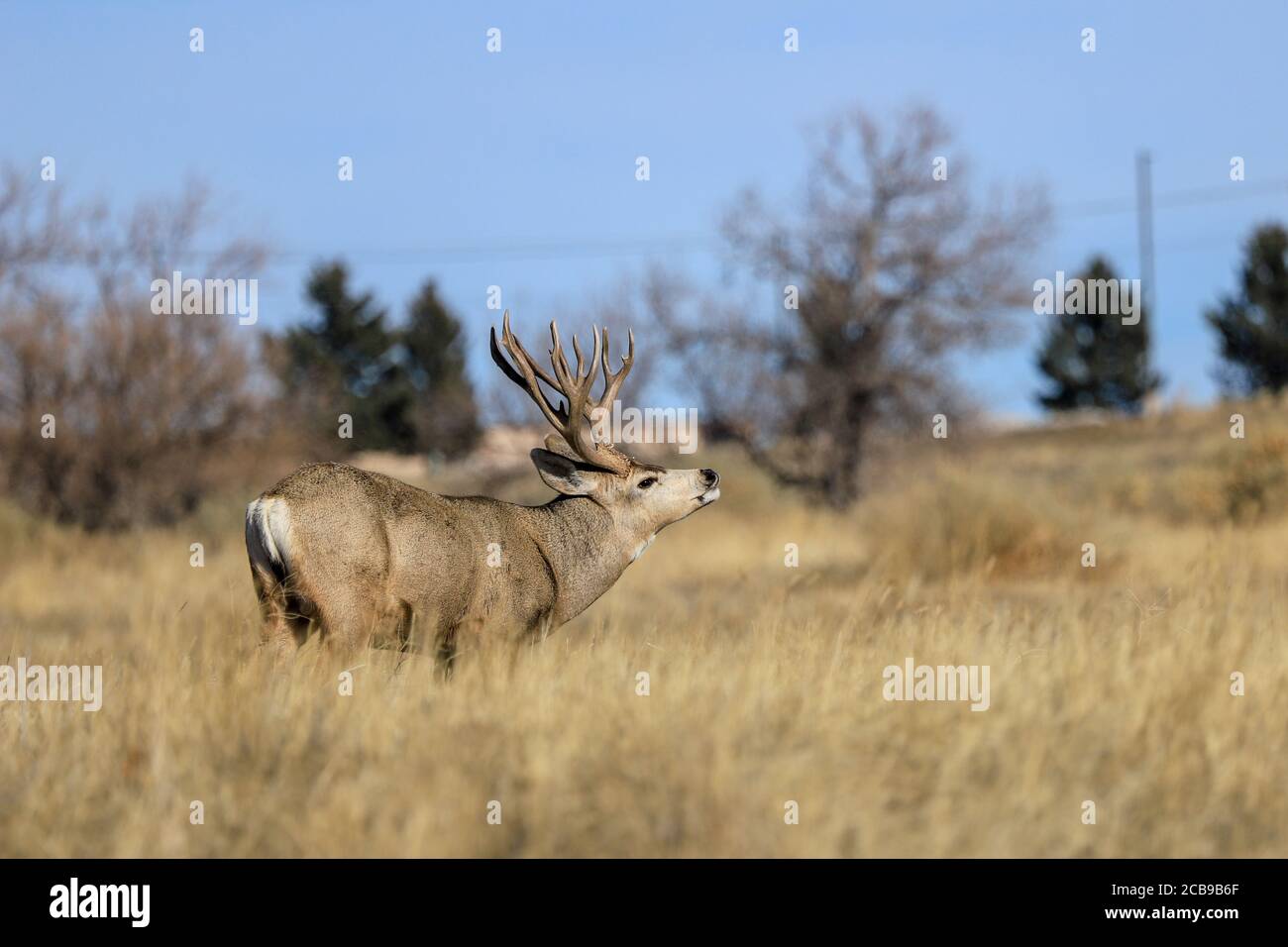 Il mulo Odocoileus hemionus è un cervo indigeno del Nord America occidentale; è chiamato per le sue orecchie, che sono grandi come quelle del mulo Foto Stock