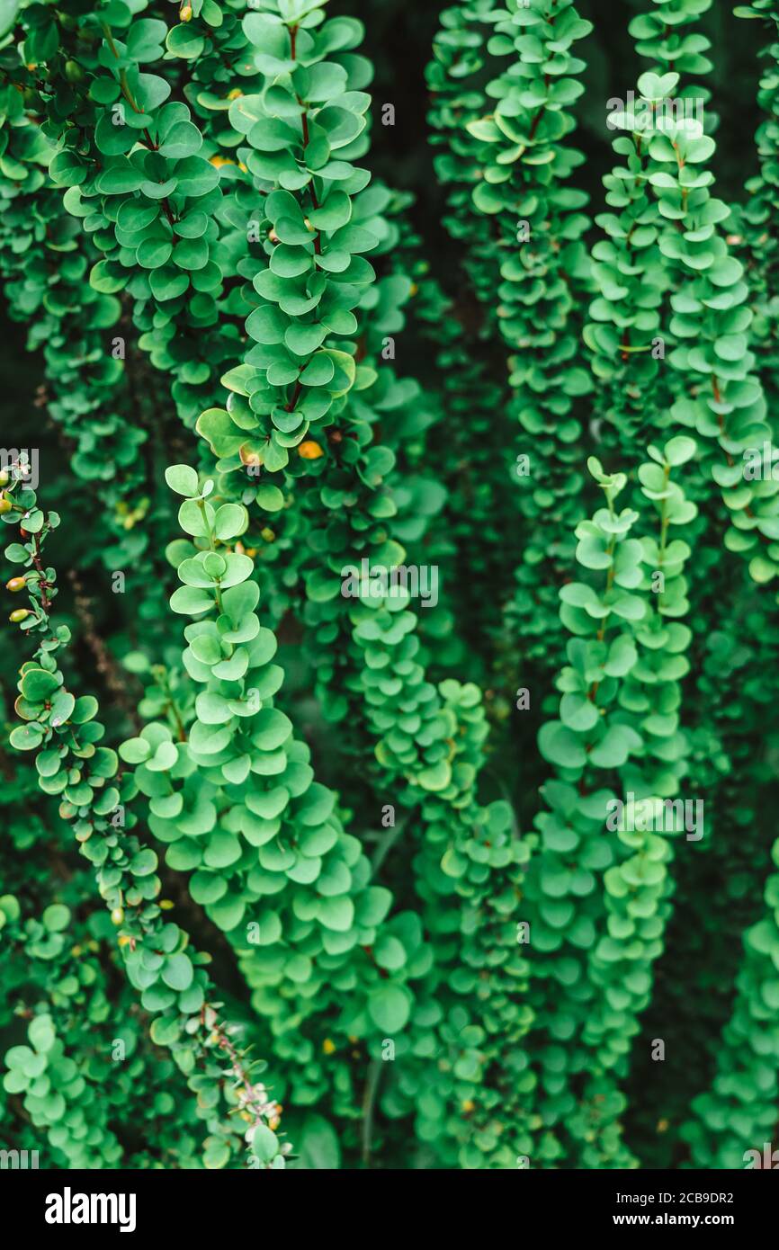 Sfondo verde verticale con rami di bosso Foto stock - Alamy