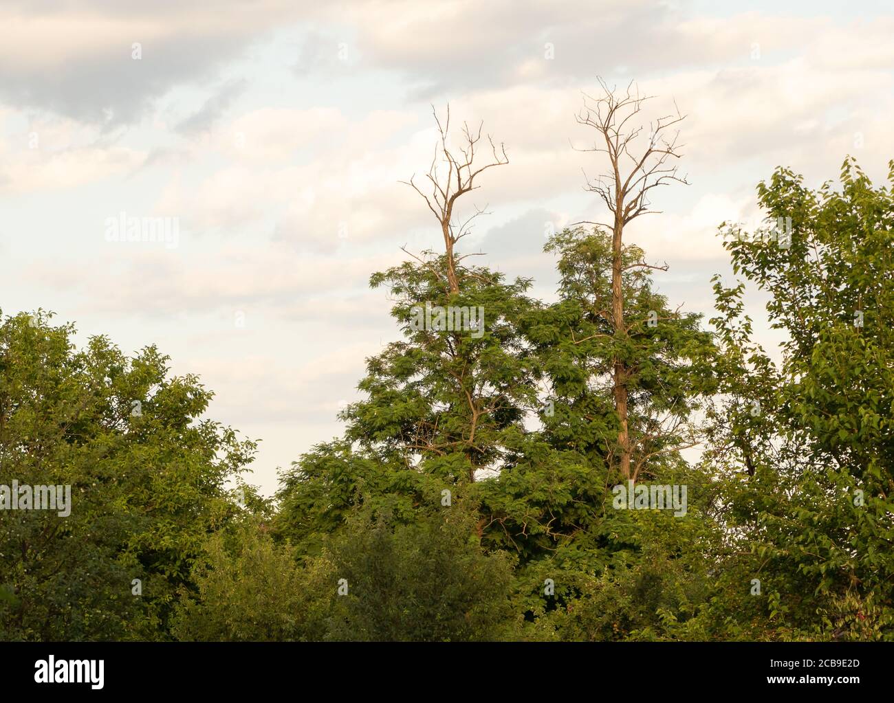 Alberi con rami asciutti in cima - senza foglie Foto Stock