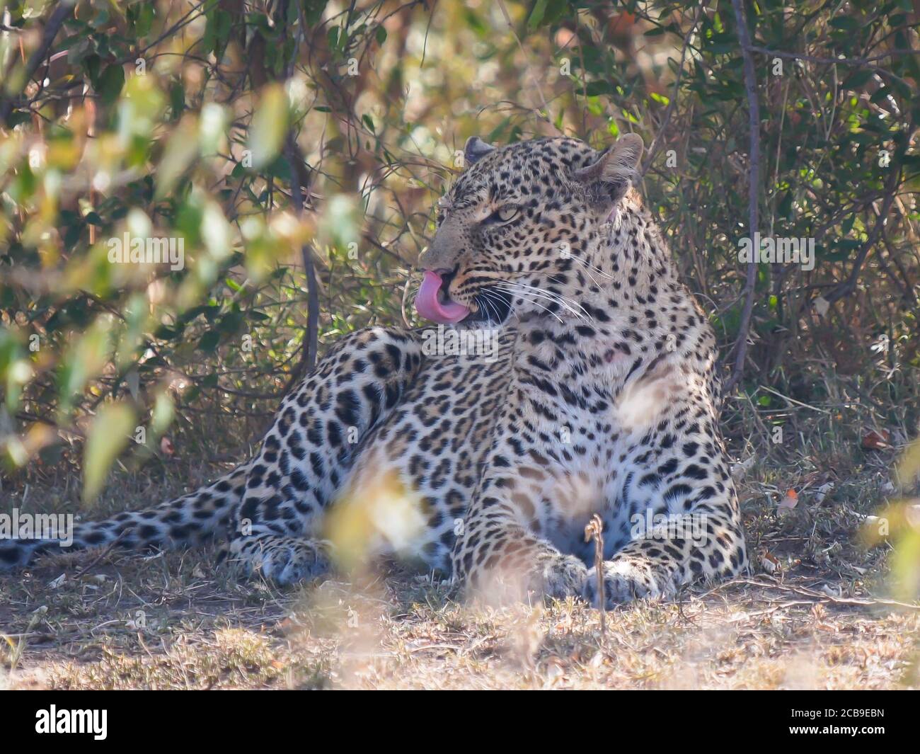 leopardo riposante in ombra leccano le labbra a masai mara Foto Stock