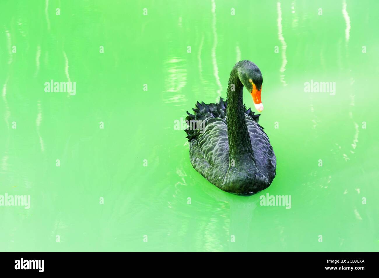 Cigno nero in uno stagno tropicale con acqua verde turchese Foto Stock Cigno nero in uno stagno tropicale con acqua verde turchese Foto Stock