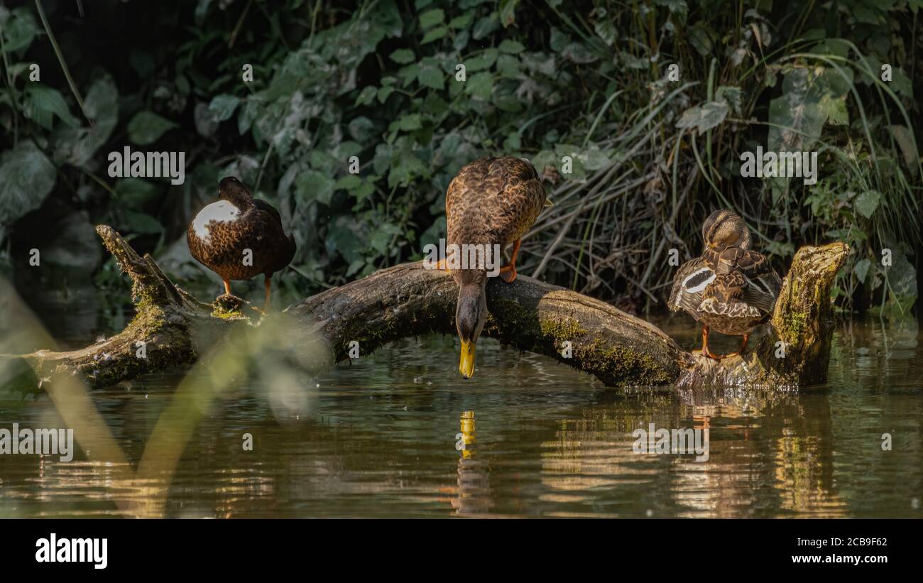 ente, uccello, stockente, wasser, tier, europa, natura, wild lebende tiere, wild, see Foto Stock