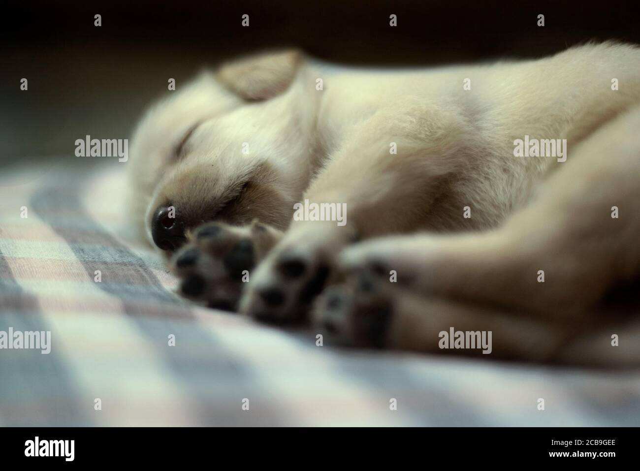 Naso di Labrador Puppy con zampe sfocate Foto Stock