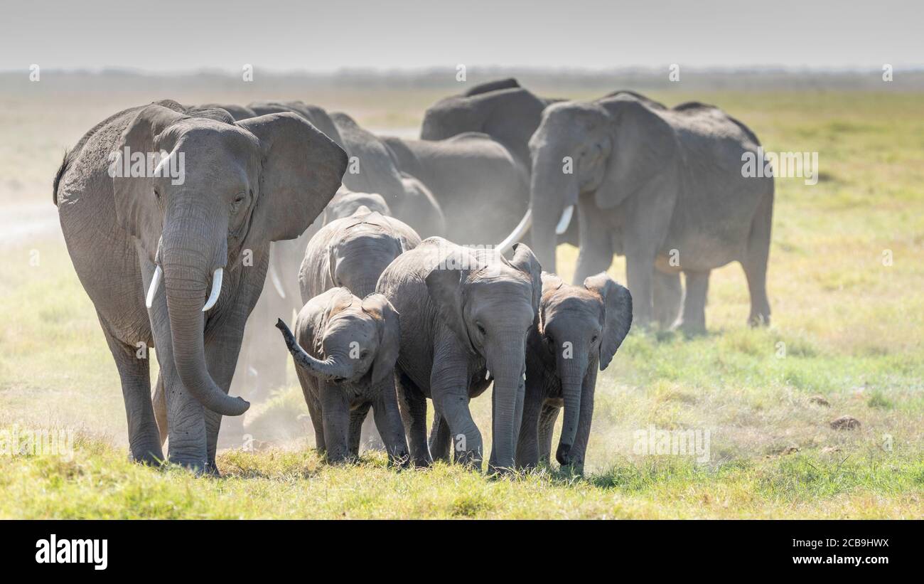 La famiglia degli elefanti cammina nel bel mezzo della giornata ad Amboseli National Parco in Kenya Foto Stock