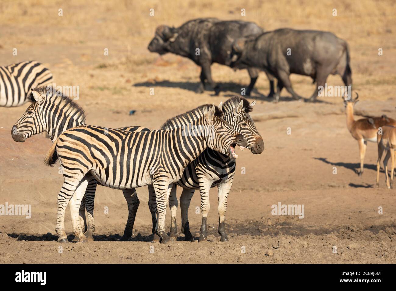Zebra, bufali e mandrie di impala in una buca d'acqua alla luce dorata del pomeriggio nel Kruger Park Sud Africa Foto Stock