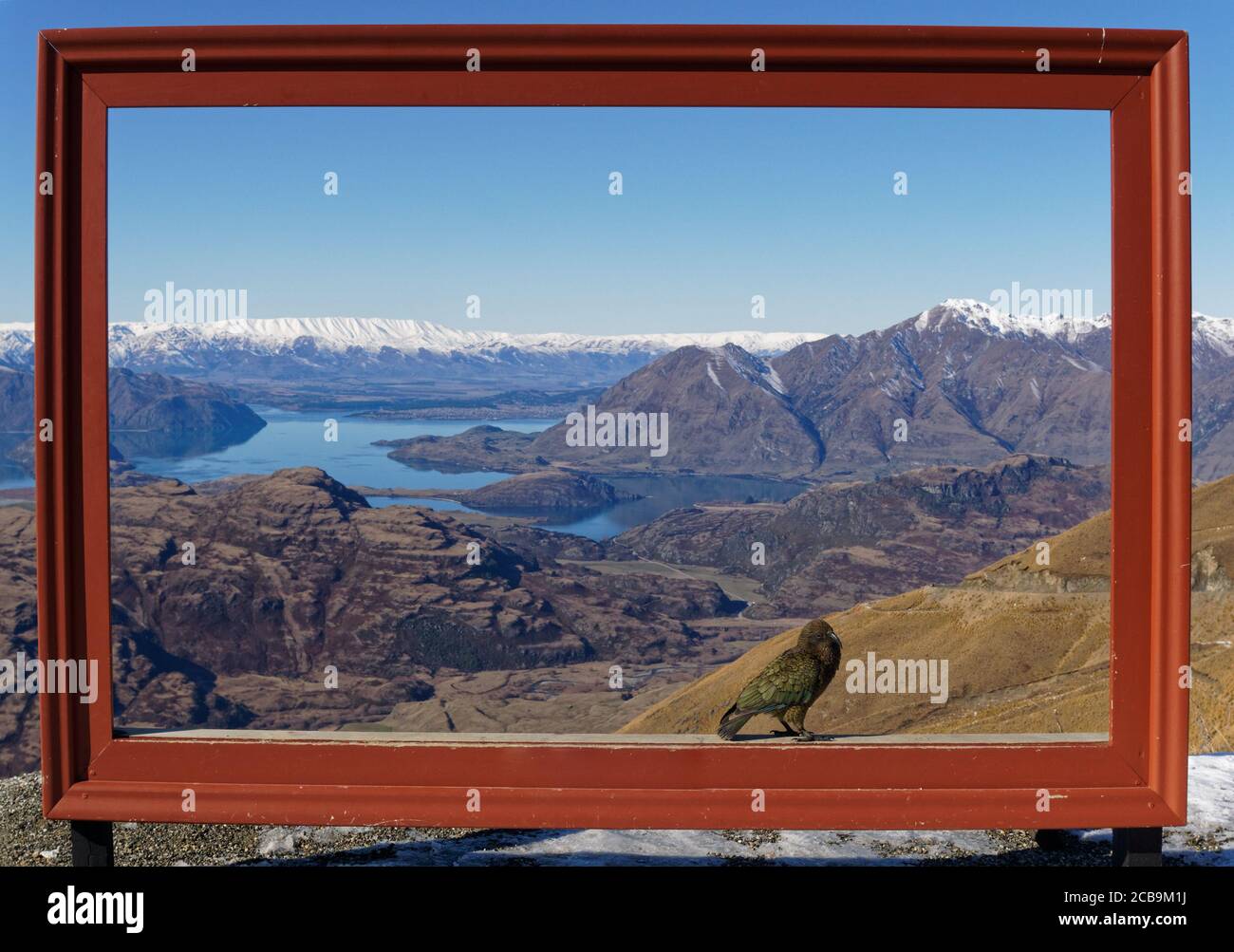 Pappagallo alpino Kea in posa in una cornice fotografica al campo da sci Treble Cone, Alpi meridionali, Wanaka, Nuova Zelanda. Foto Stock