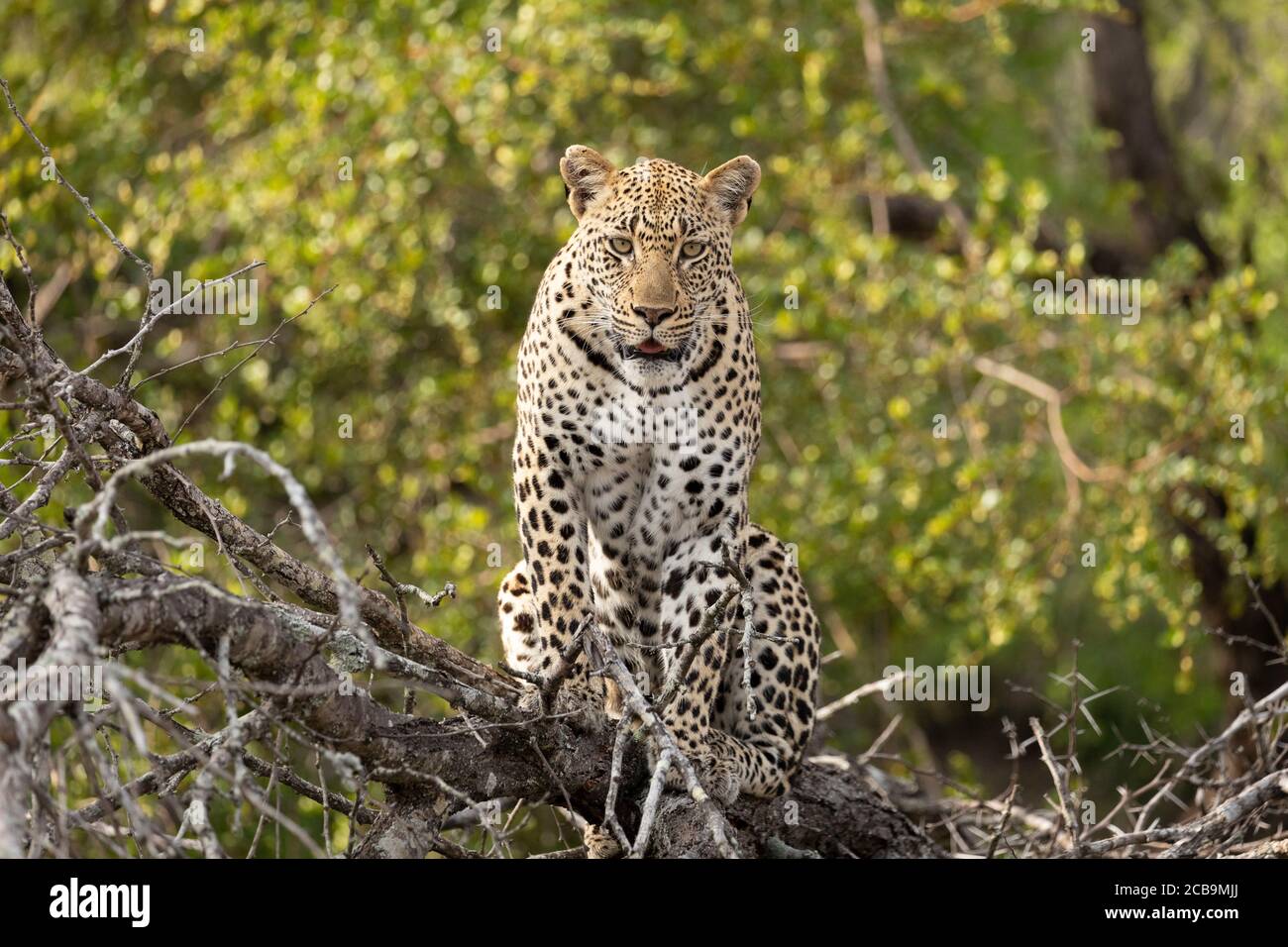 Testa sul ritratto orizzontale di leopardo adulto guardando allerta e. Guardando in macchina fotografica seduto in albero a Kruger Park Foto Stock