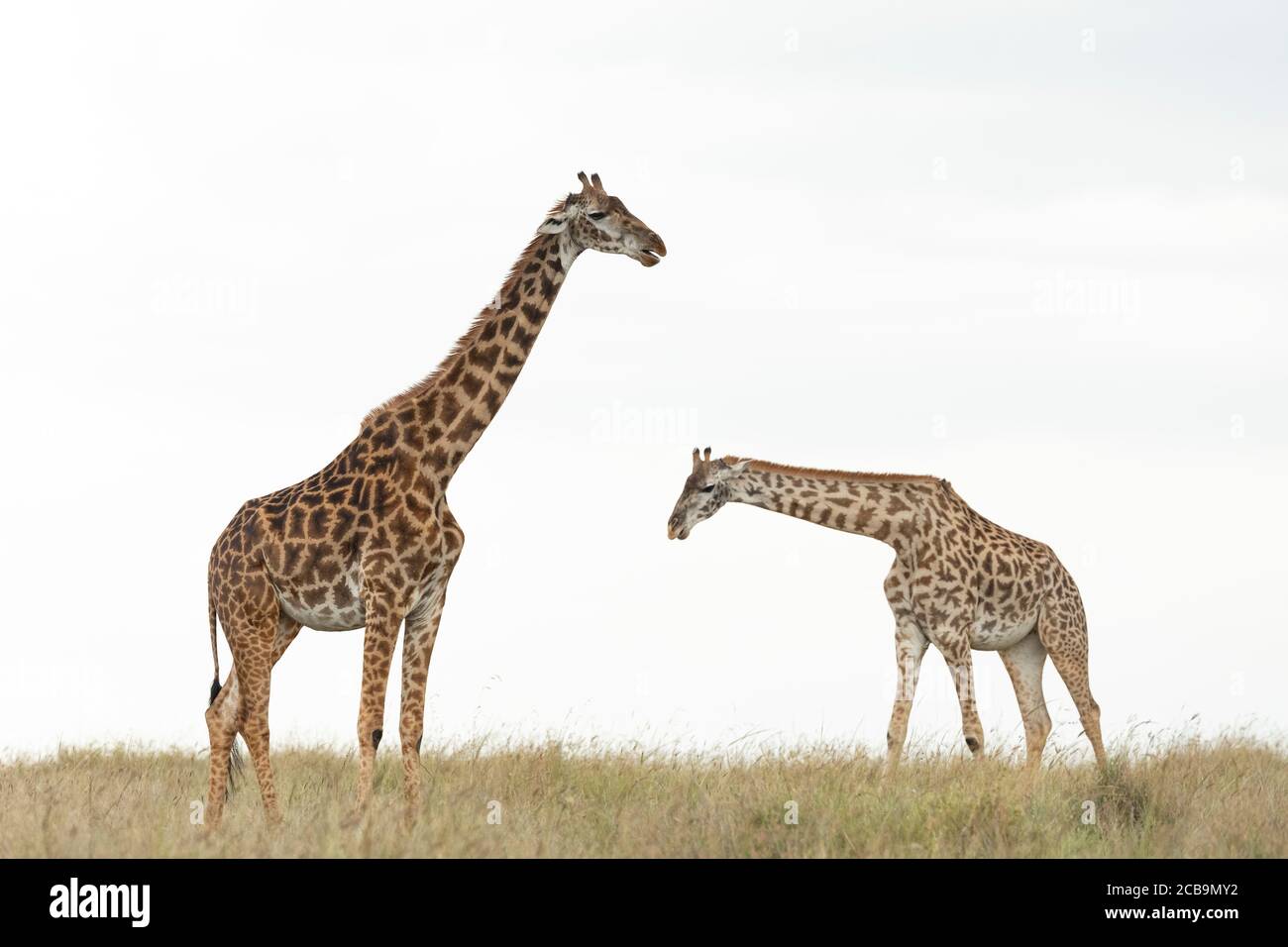 Due giraffe con sfondo bianco a piedi in Masai Mara Kenya Foto Stock