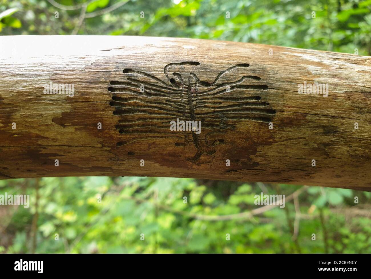 Marchi europei di barbabietole di abete rosso su legno. Segni strani di pupa mangiare legno nella foresta Foto Stock