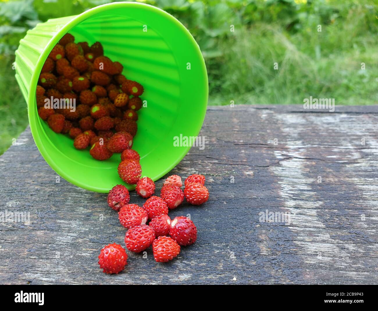 Fragola rossa fresca e selvatica che fuoriesce da una tazza verde, su un tavolo di legno. La frutta appena raccolta dalla foresta fa un deserto sano quando si passa il tempo in Foto Stock