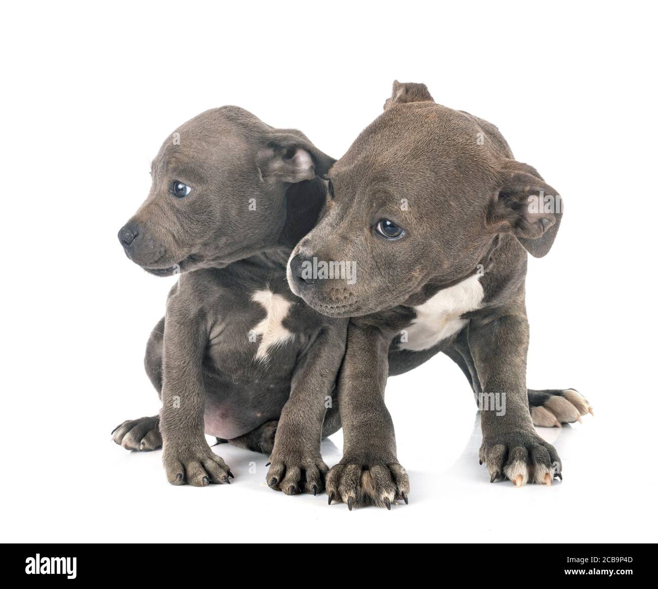 Cuccioli staffordshire bull terrier di fronte a uno sfondo bianco Foto Stock