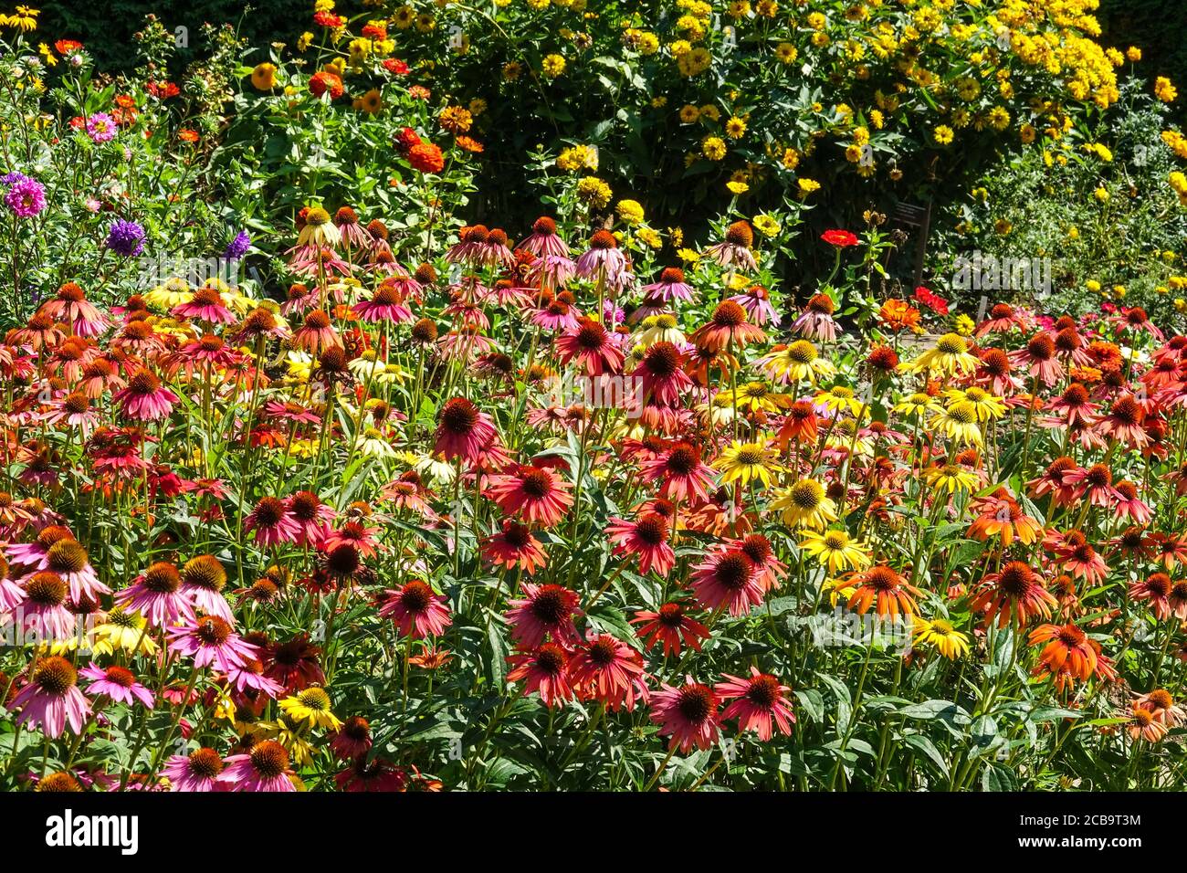 Fiori mozzafiato in un giardino colorato, aiuole di Echinacea Cheyenne Spirit vari colori, sfondo zinnie Heliopsis Sommersonne aka Summer Sun Foto Stock